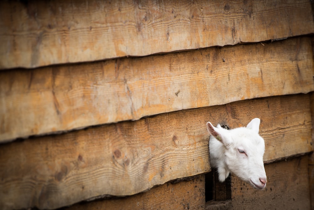 a white goat sticking its head out of a wooden building