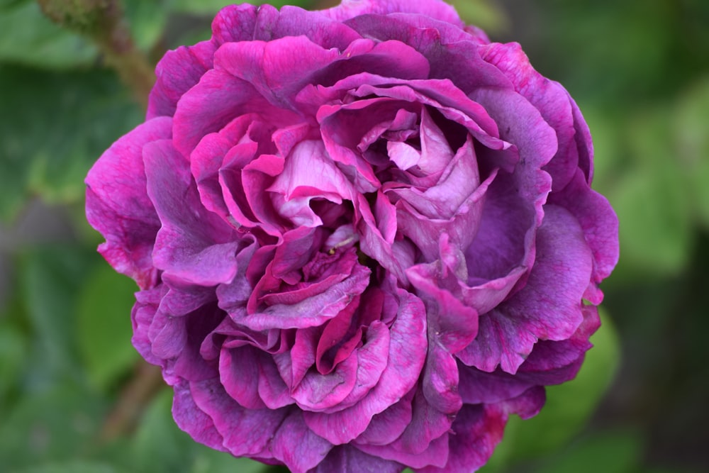 a purple flower with green leaves in the background