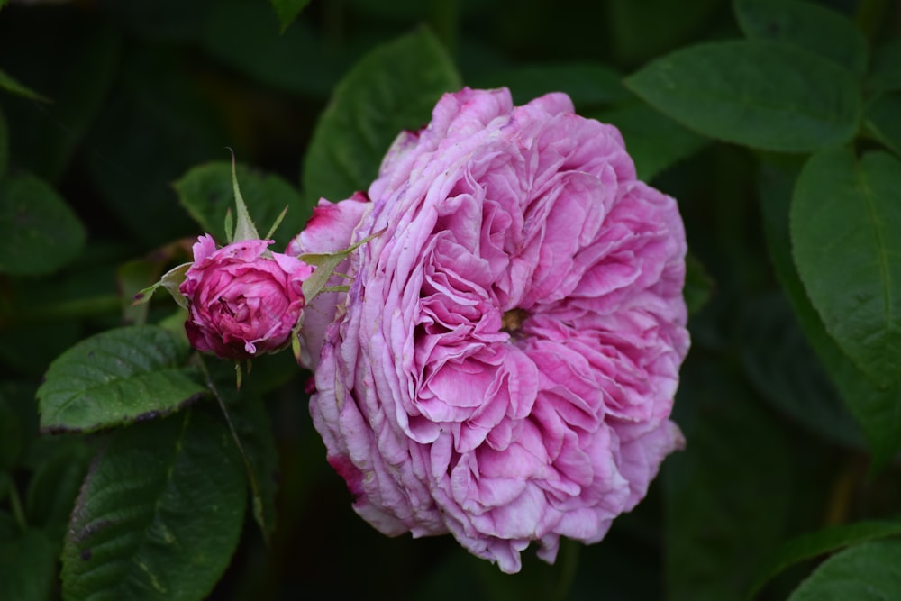 a close up of a pink flower with green leaves