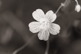 A close-up of a delicate flower with crisp focus and a blurred background.