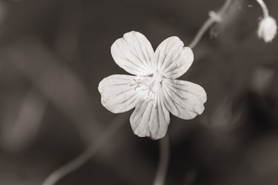 A close-up of a delicate flower with crisp focus and a blurred background.