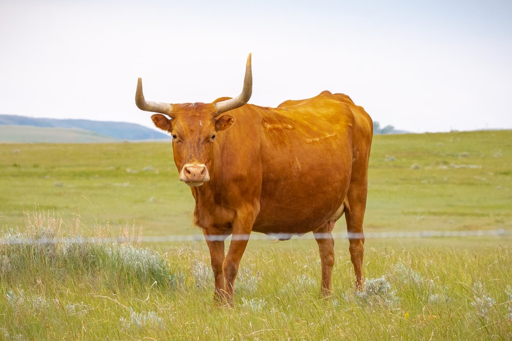 Vaca marrón en campo de hierba verde durante el día