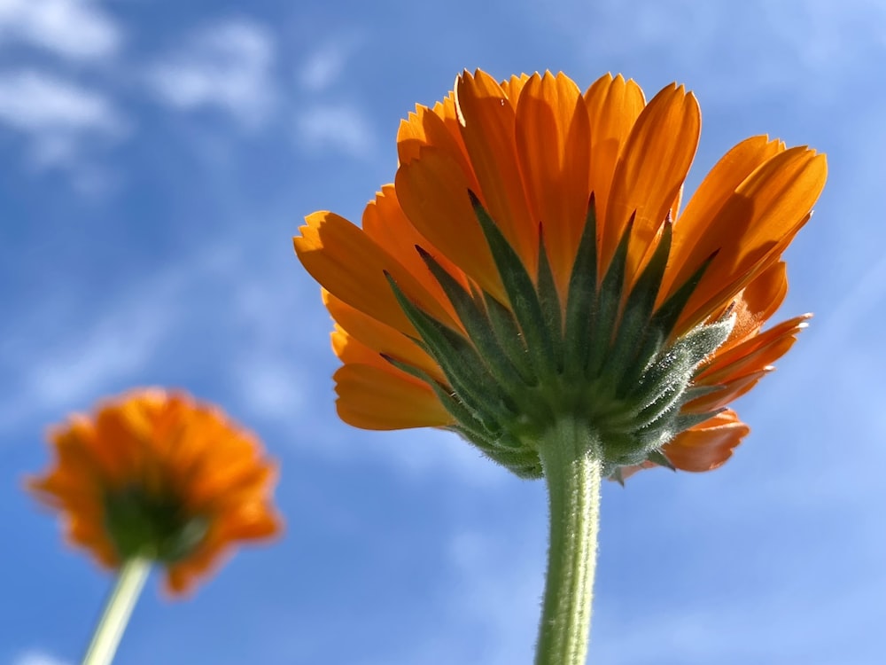 Flor de naranjo en lente de cambio de inclinación