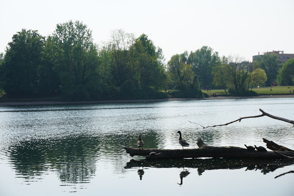 person riding on boat on lake during daytime