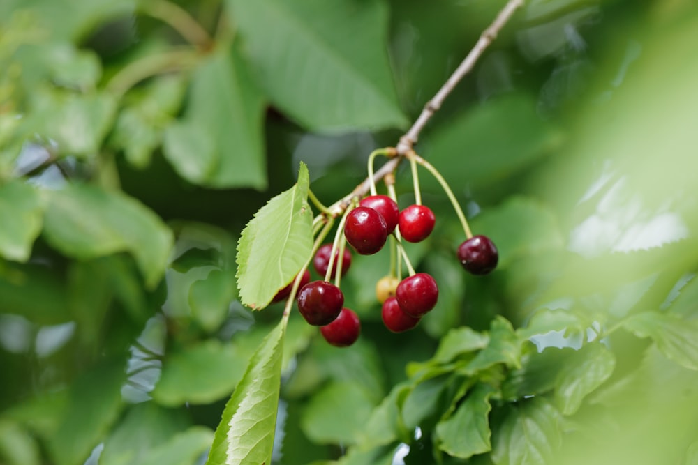 red round fruits on green leaves