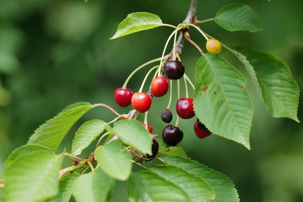 rote runde Früchte auf grünen Blättern