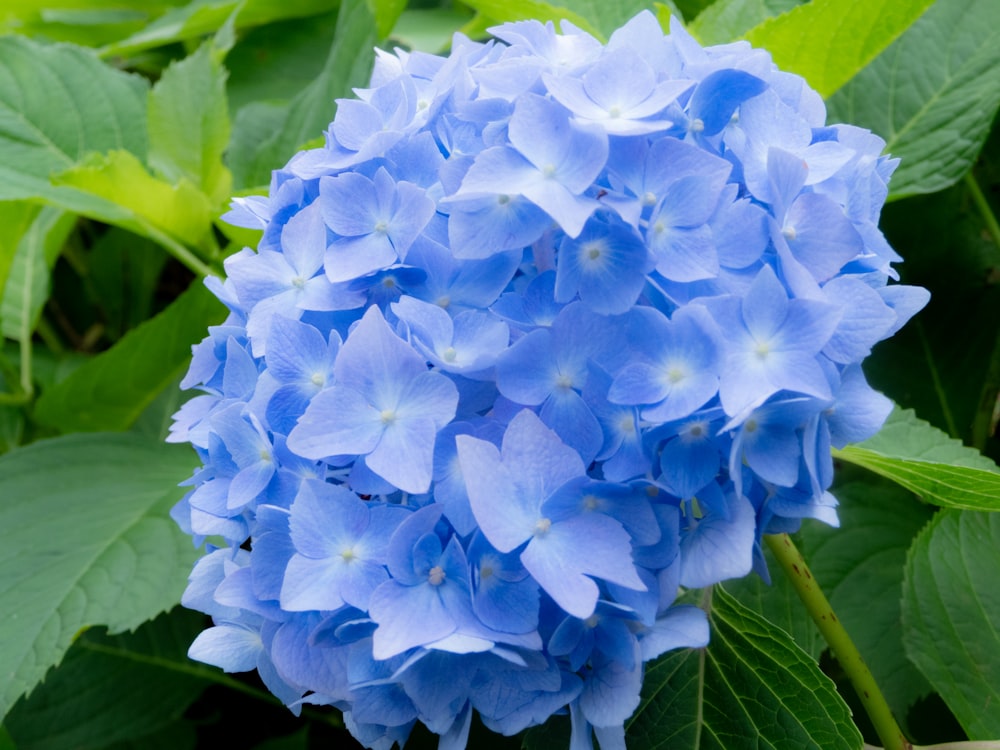 blue flower with green leaves