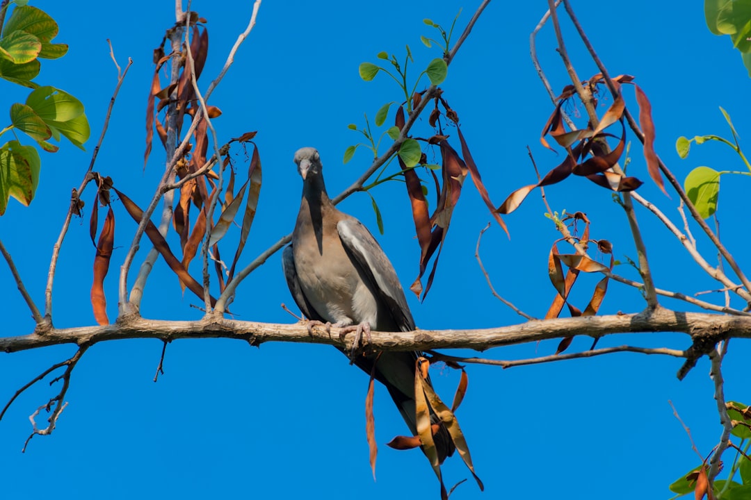 black and white bird on brown tree branch during daytime