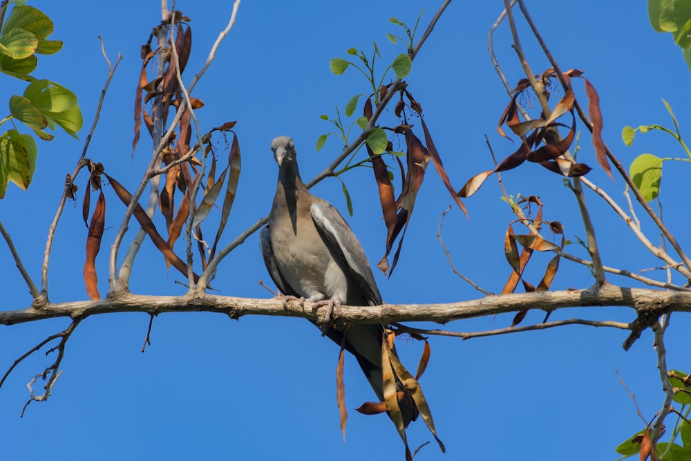 black and white bird on brown tree branch during daytime