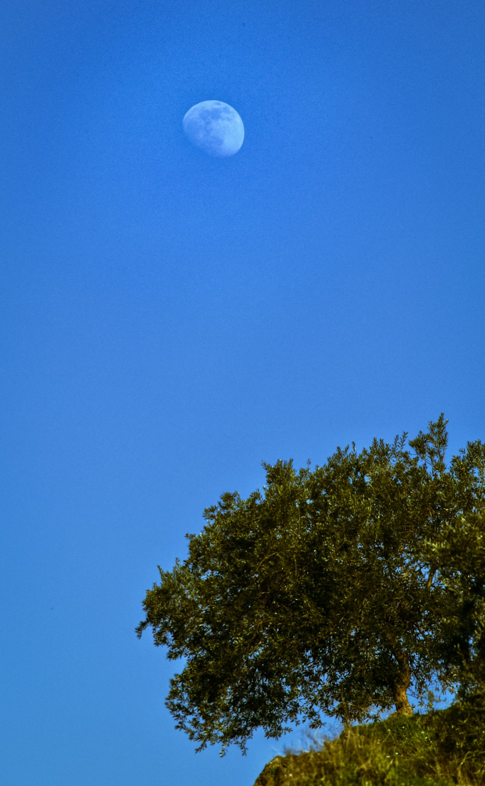 green tree under blue sky during daytime