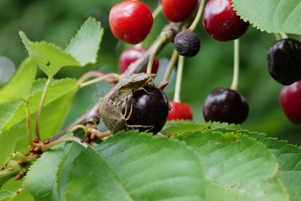 A close-up of a tree branch with ripe cherries ranging from deep red to black. Large green leaves surround the cherries, and two insects, resembling shield bugs, are perched on a dark cherry, adding an organic element to the scene.