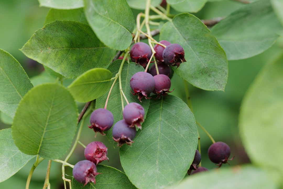 juneberry, juneberry, red round fruits on green leaves