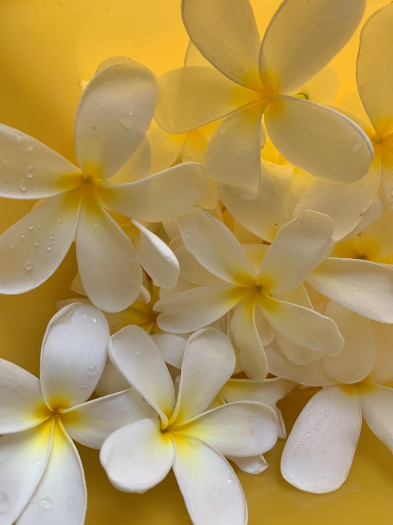 Beautiful white champa flowers on yellow