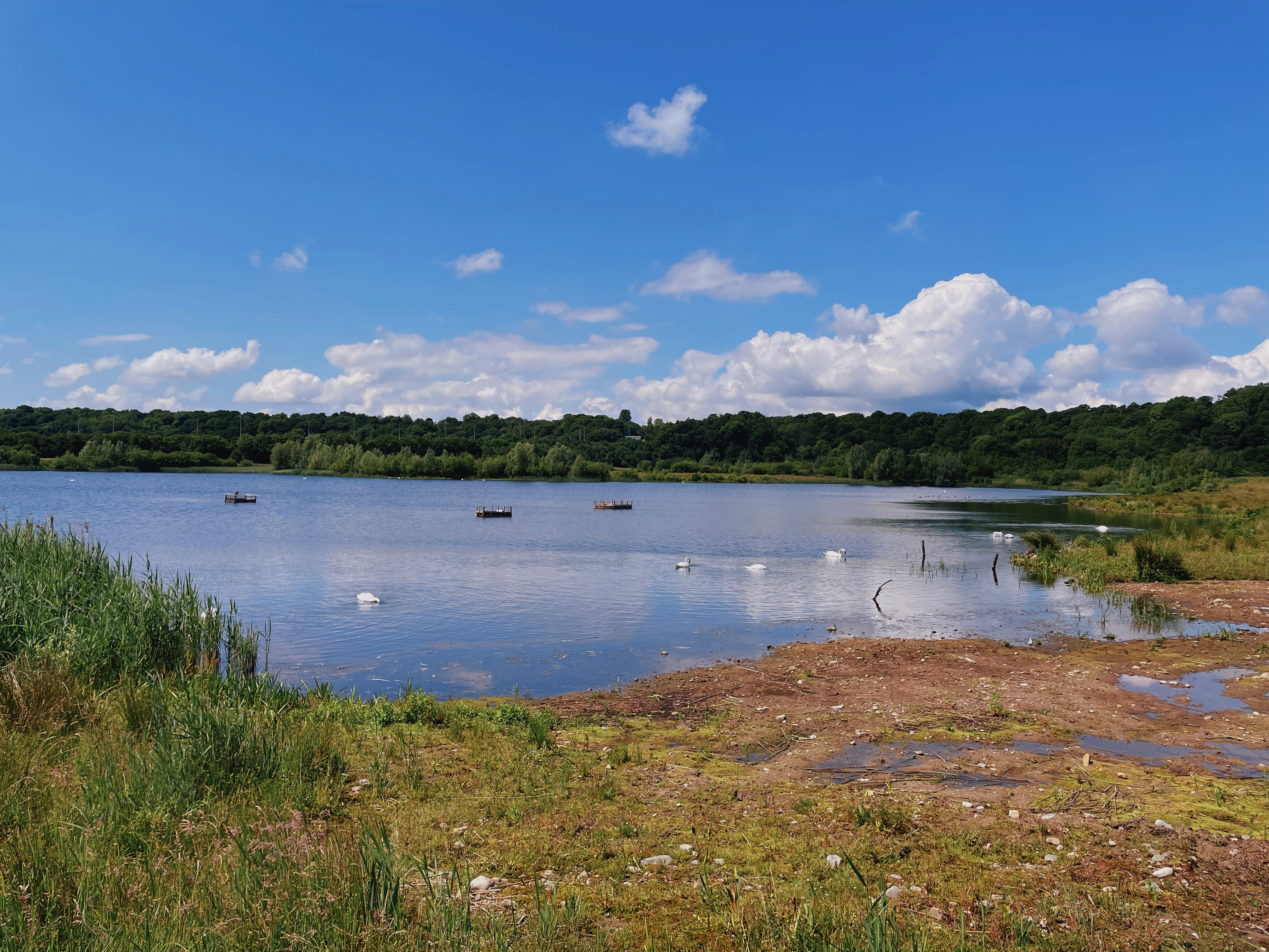 Green grass field near body of water under blue sky and white clouds ...