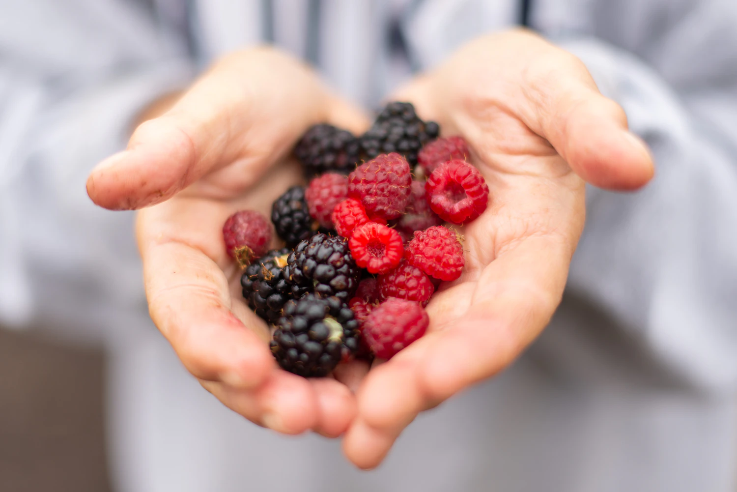 Cupped hands holding raspberries and blackberries