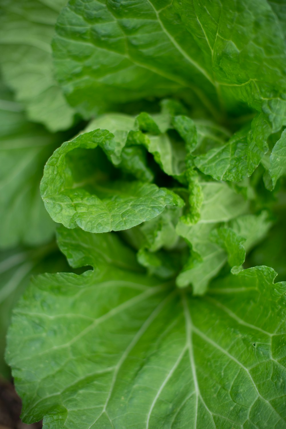 green leaves in close up photography