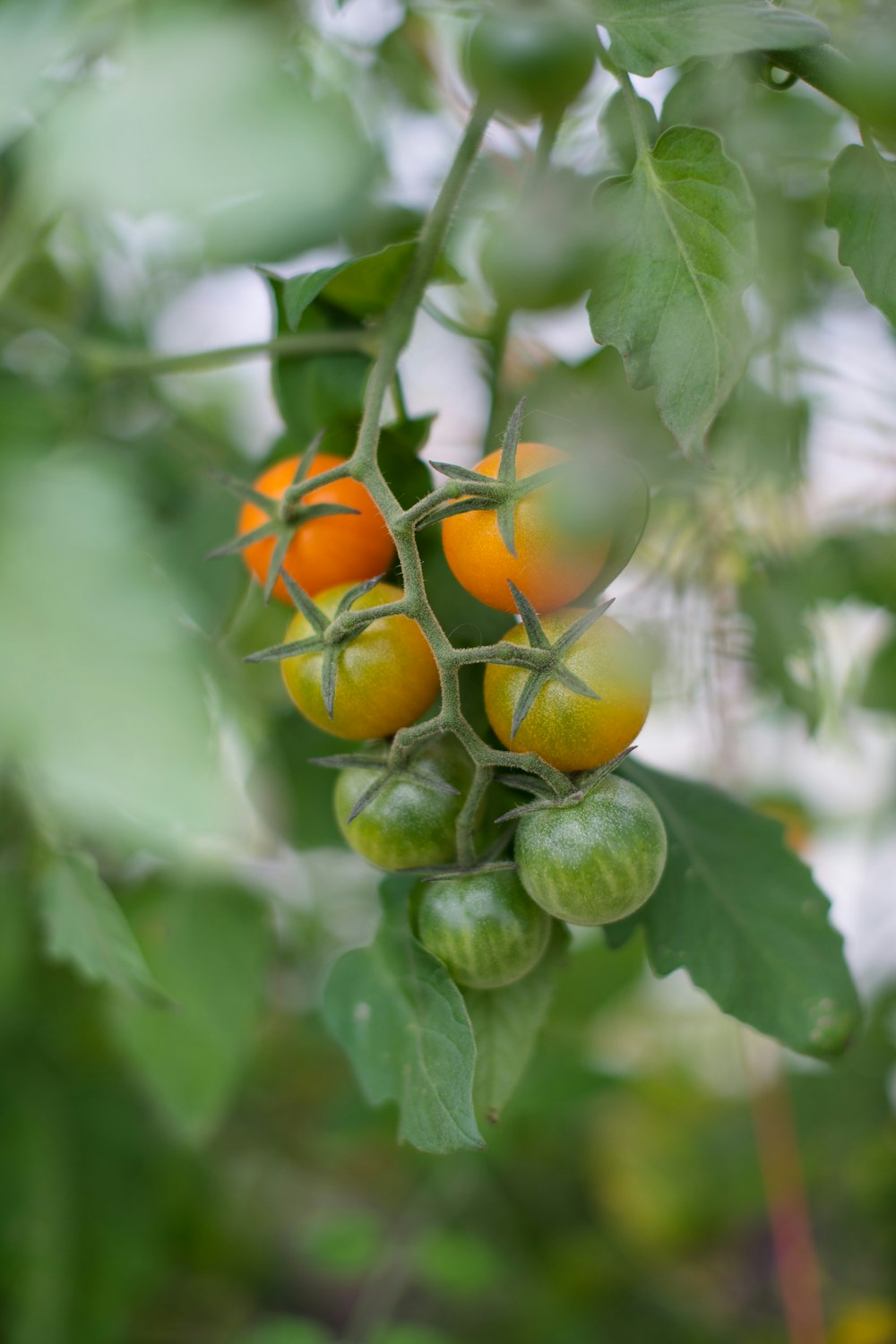 green and orange fruit in tilt shift lens