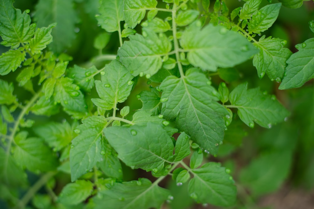 green leaves in macro lens