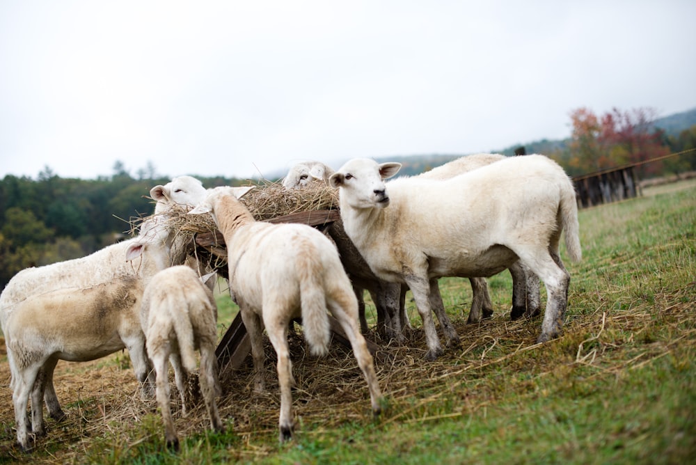 herd of white sheep on green grass field during daytime