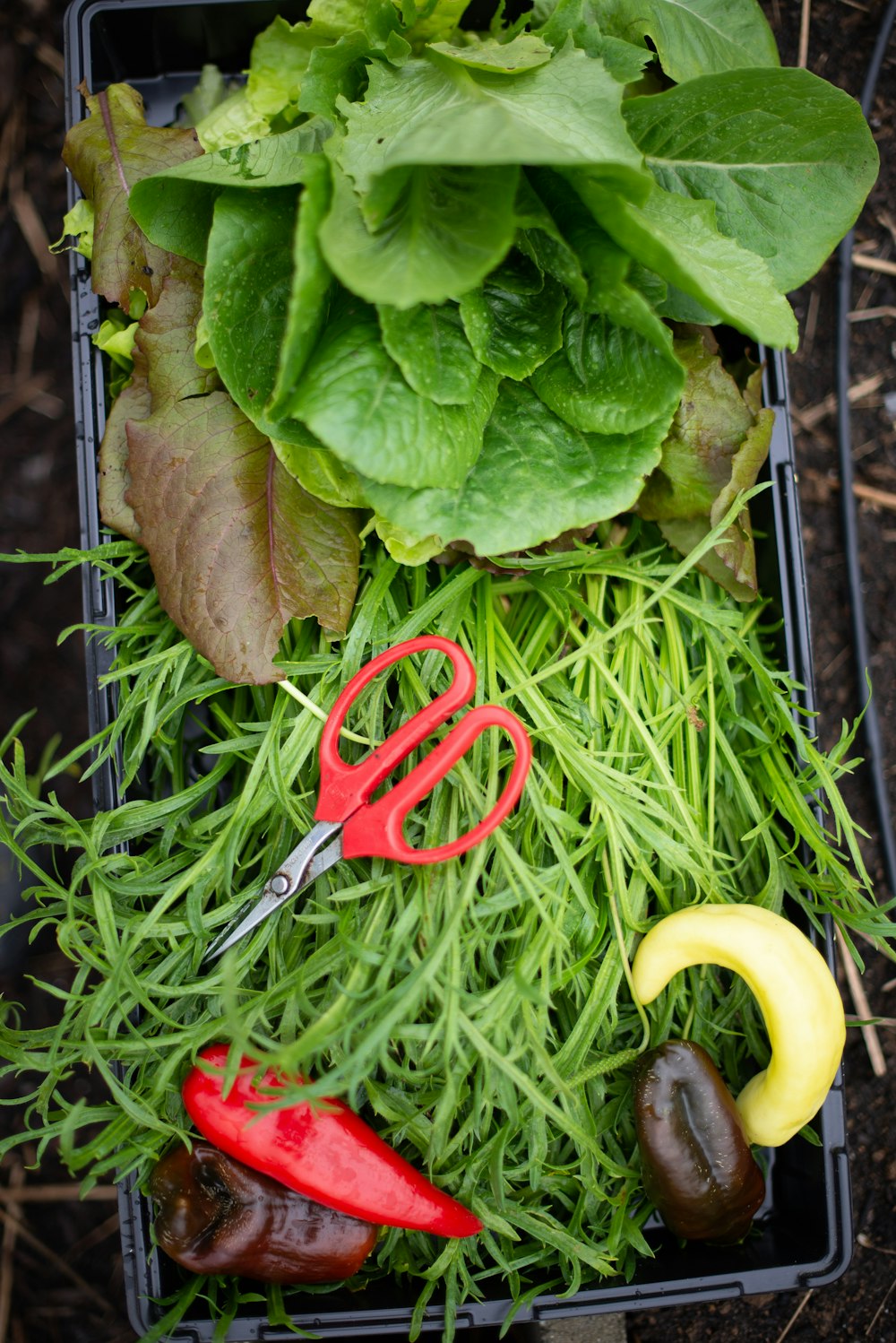 forbici con manico rosso accanto a verdura verde