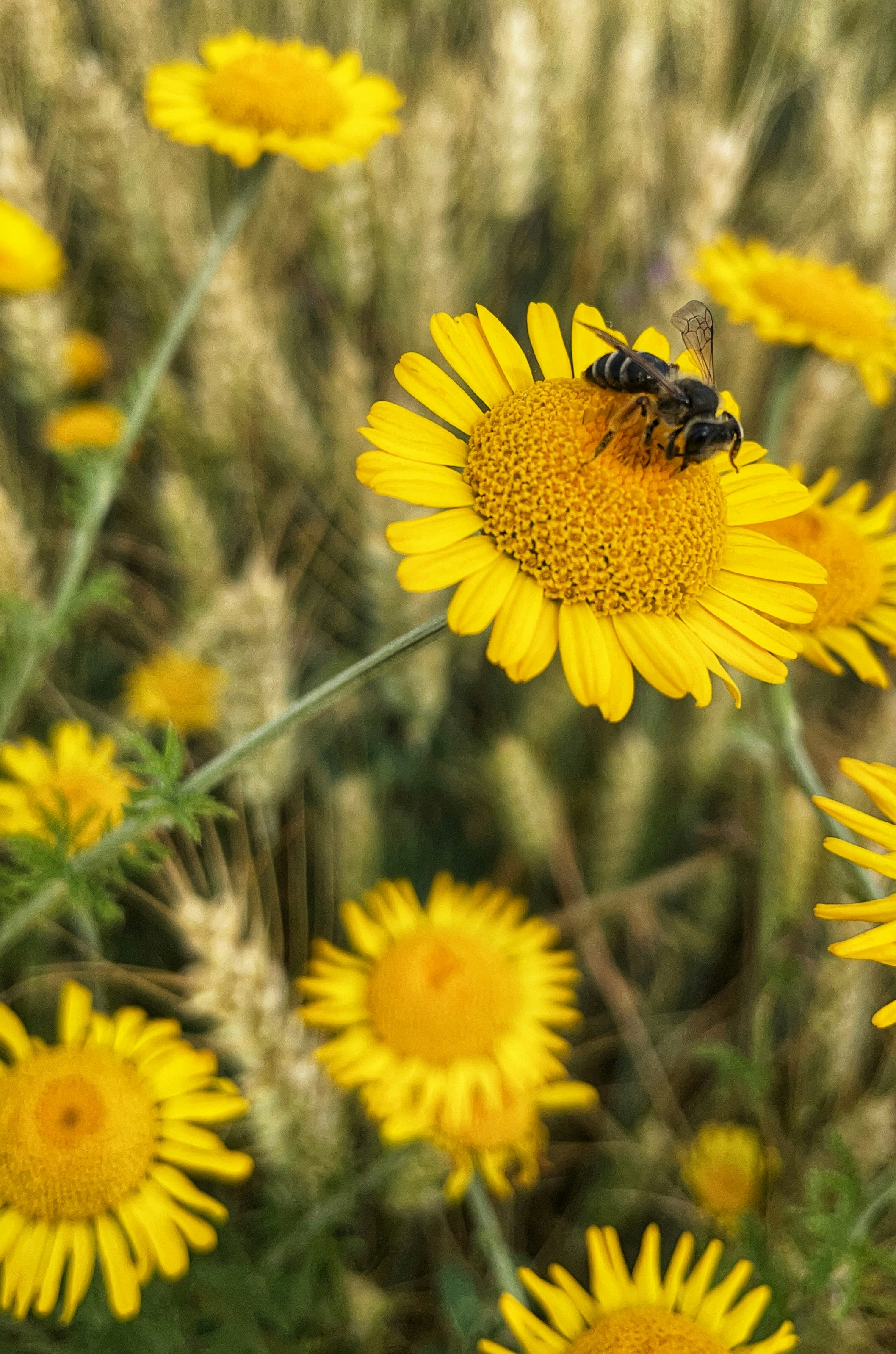 honeybee perched on yellow flower in close up photography during daytime