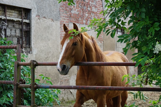 brown horse standing beside brown brick wall