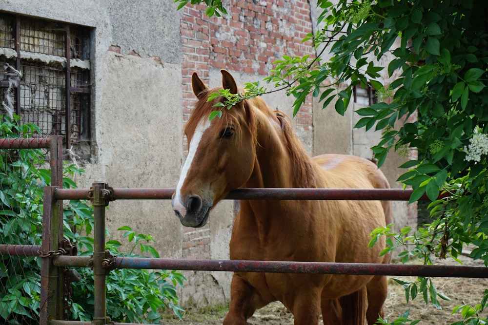 brown horse standing beside brown brick wall
