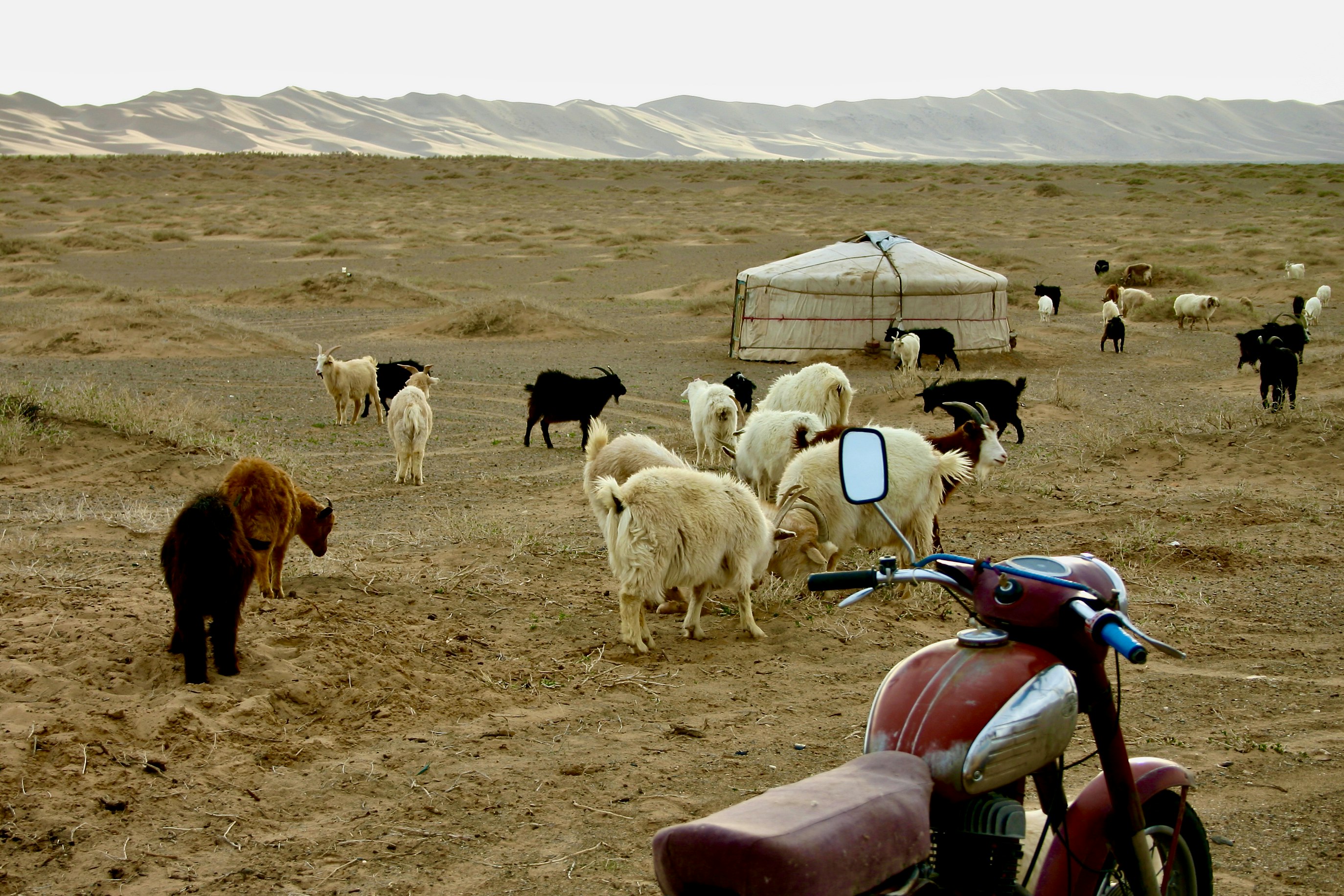 white and brown sheep on brown sand during daytime