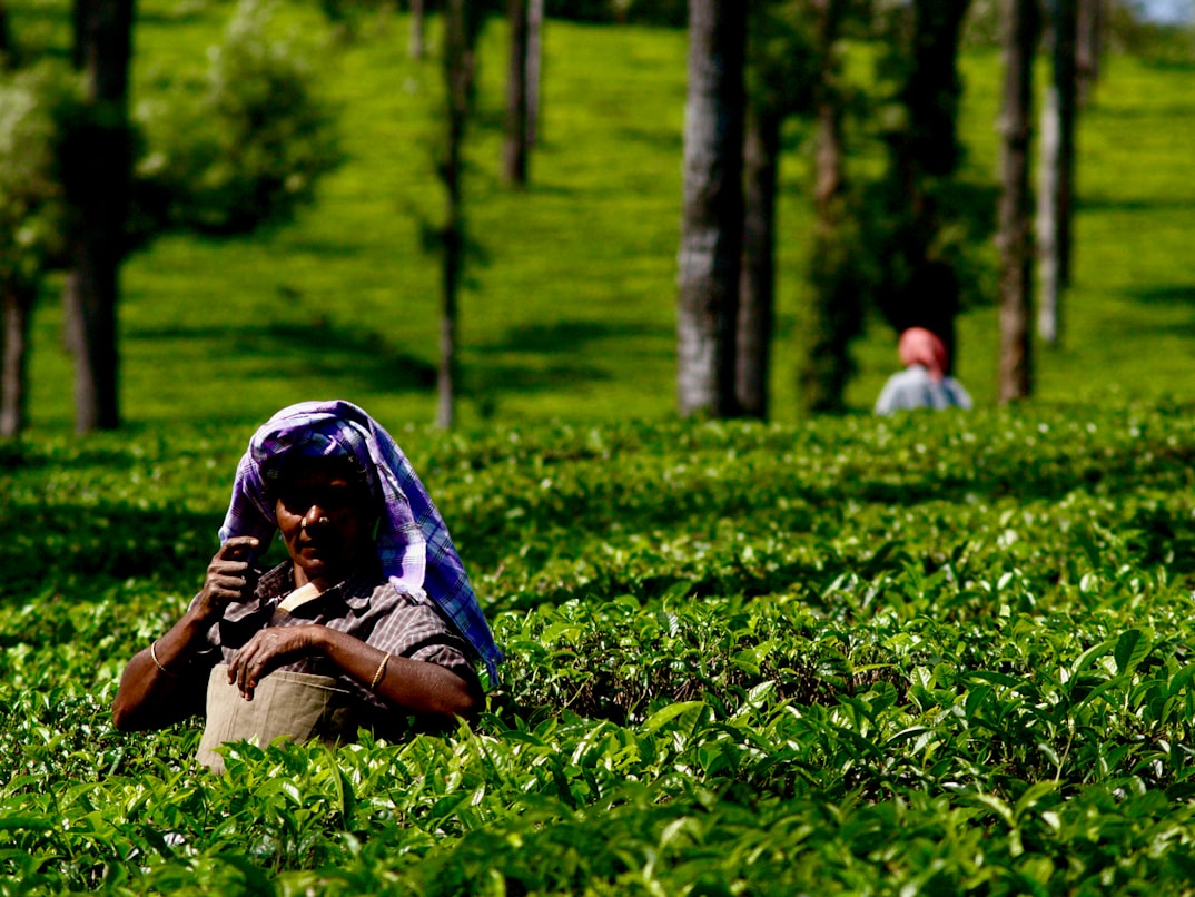 Tea plantations in Munnar