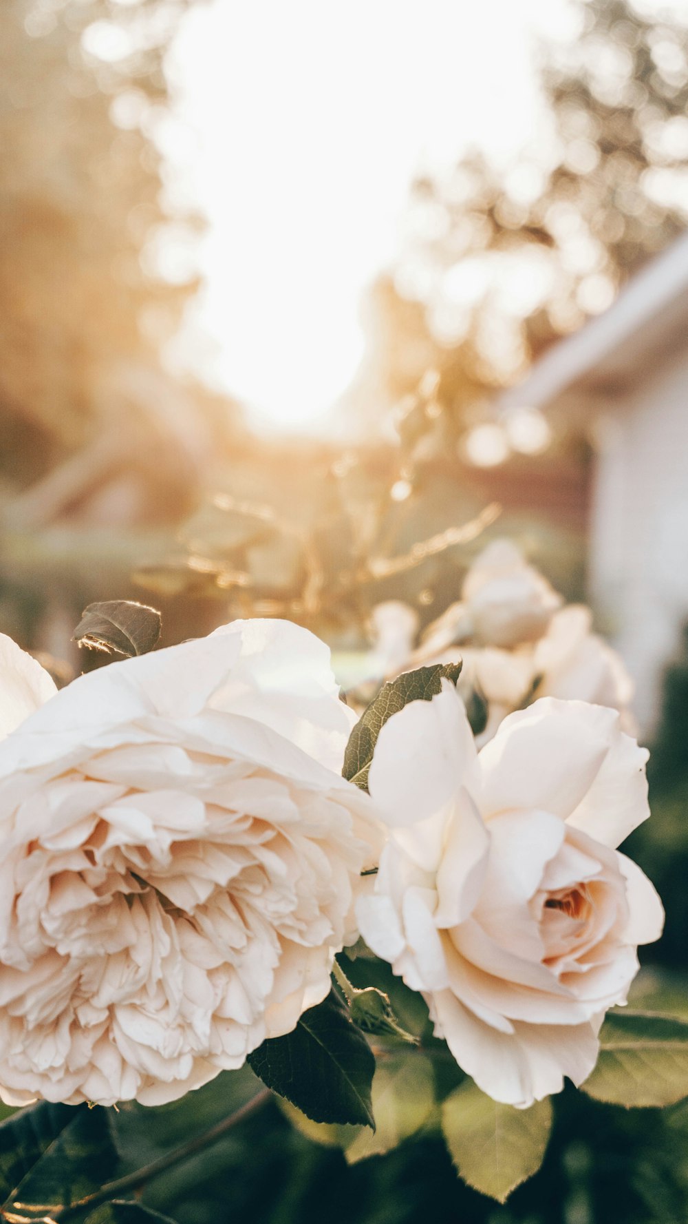 white roses in tilt shift lens