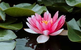 pink lotus flower on water