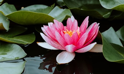 pink lotus flower on water