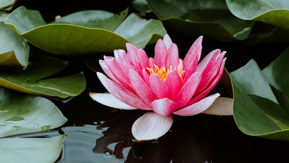 pink lotus flower on water