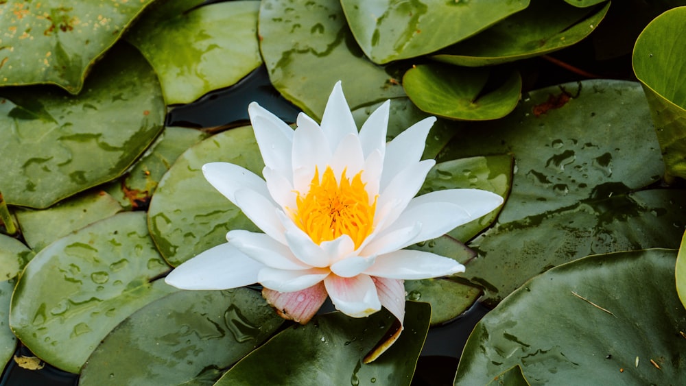 white and yellow lotus flower