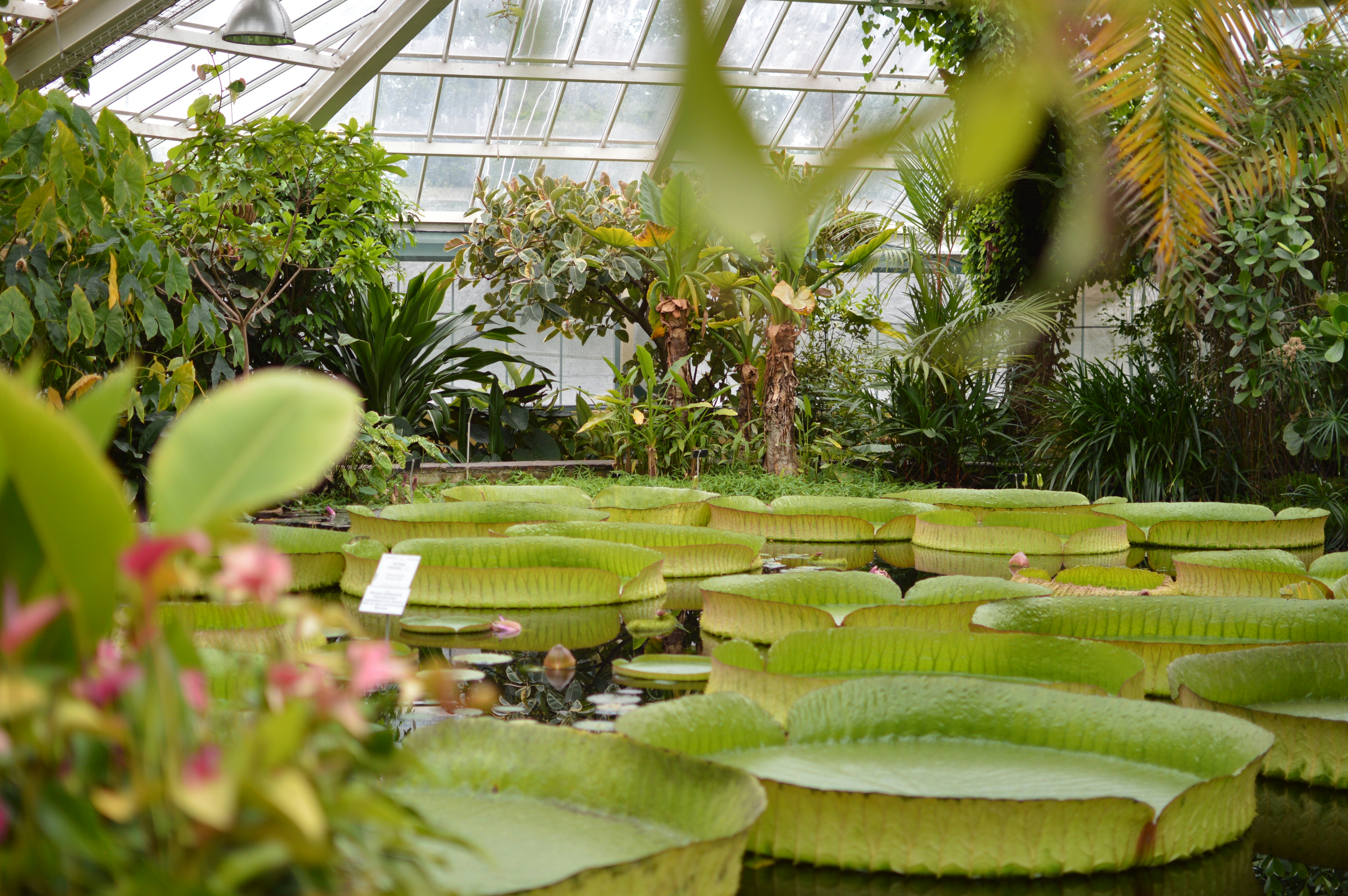 Botanical Gardens Flora photo 2