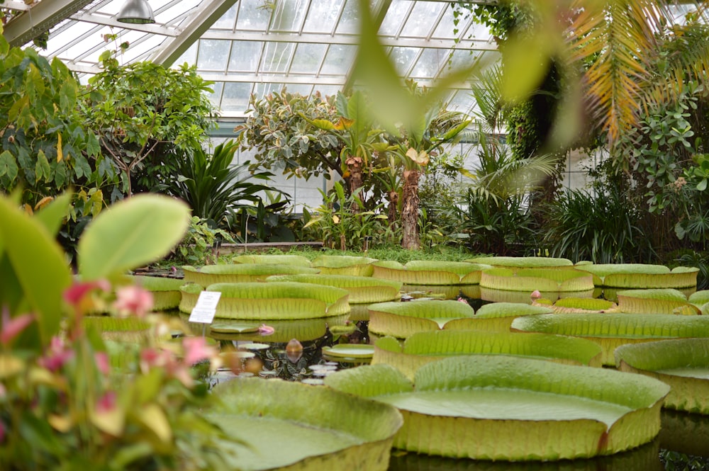 green banana plants in greenhouse