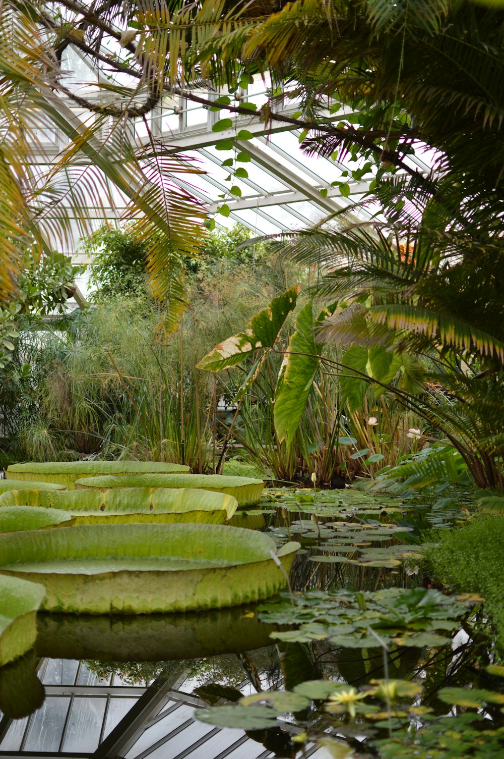 green banana trees during daytime