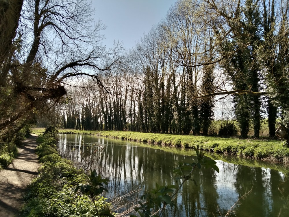 bare trees near river during daytime