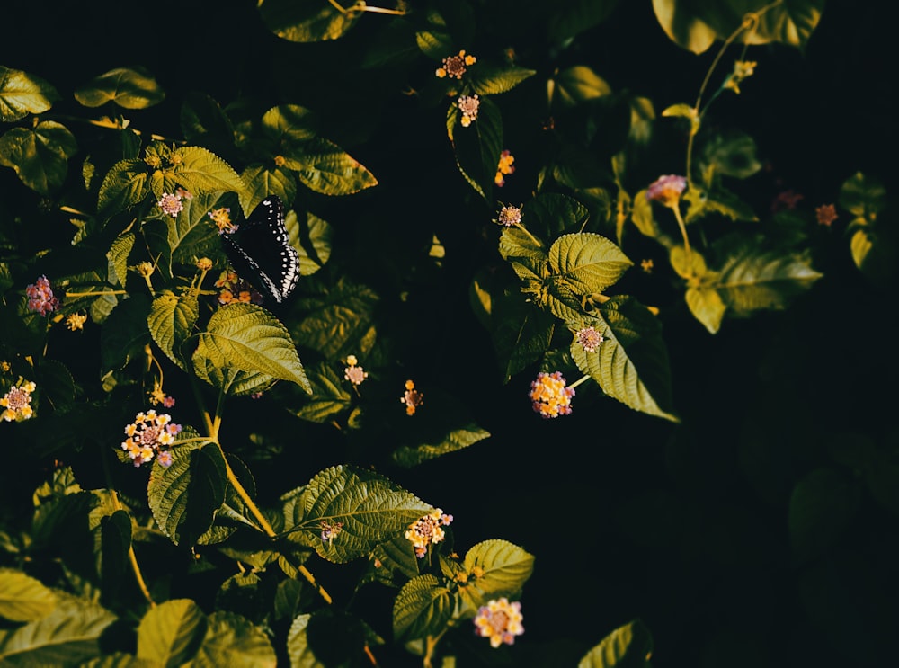 black and white butterfly on green leaves