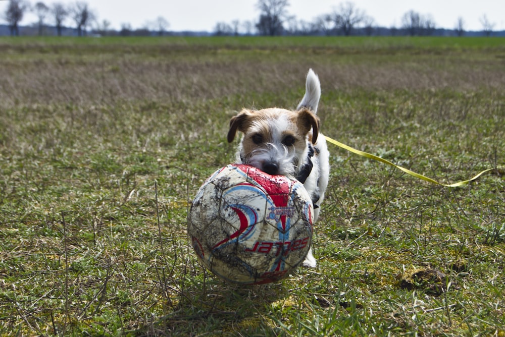white and brown short coated puppy playing soccer on green grass field during daytime