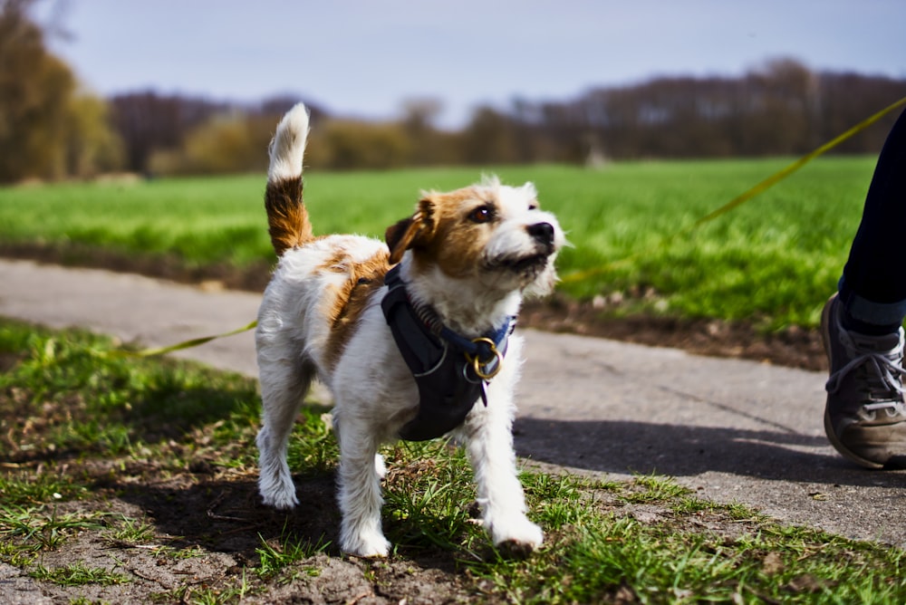 a small brown and white dog standing on top of a grass covered field