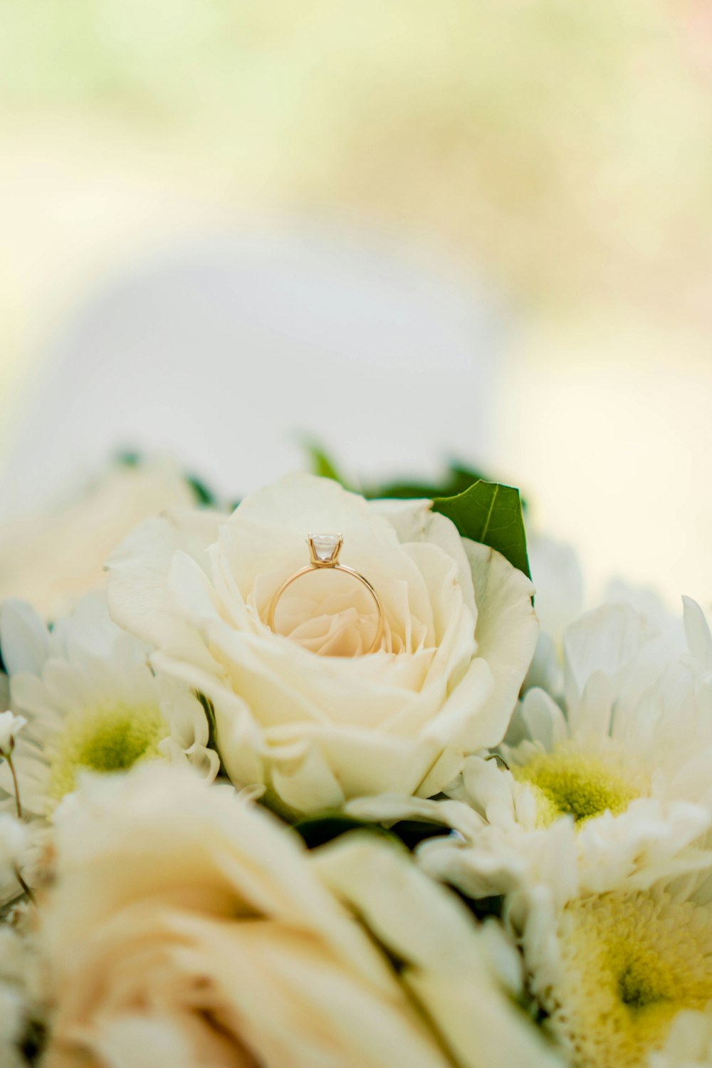 white rose in bloom close up photo