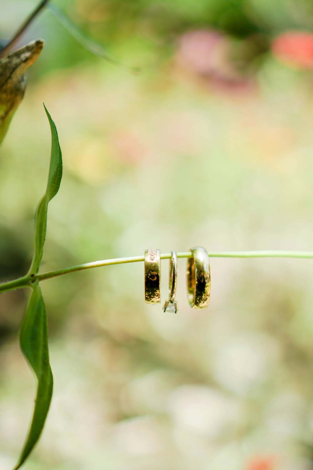 2 gold rings on green plant stem