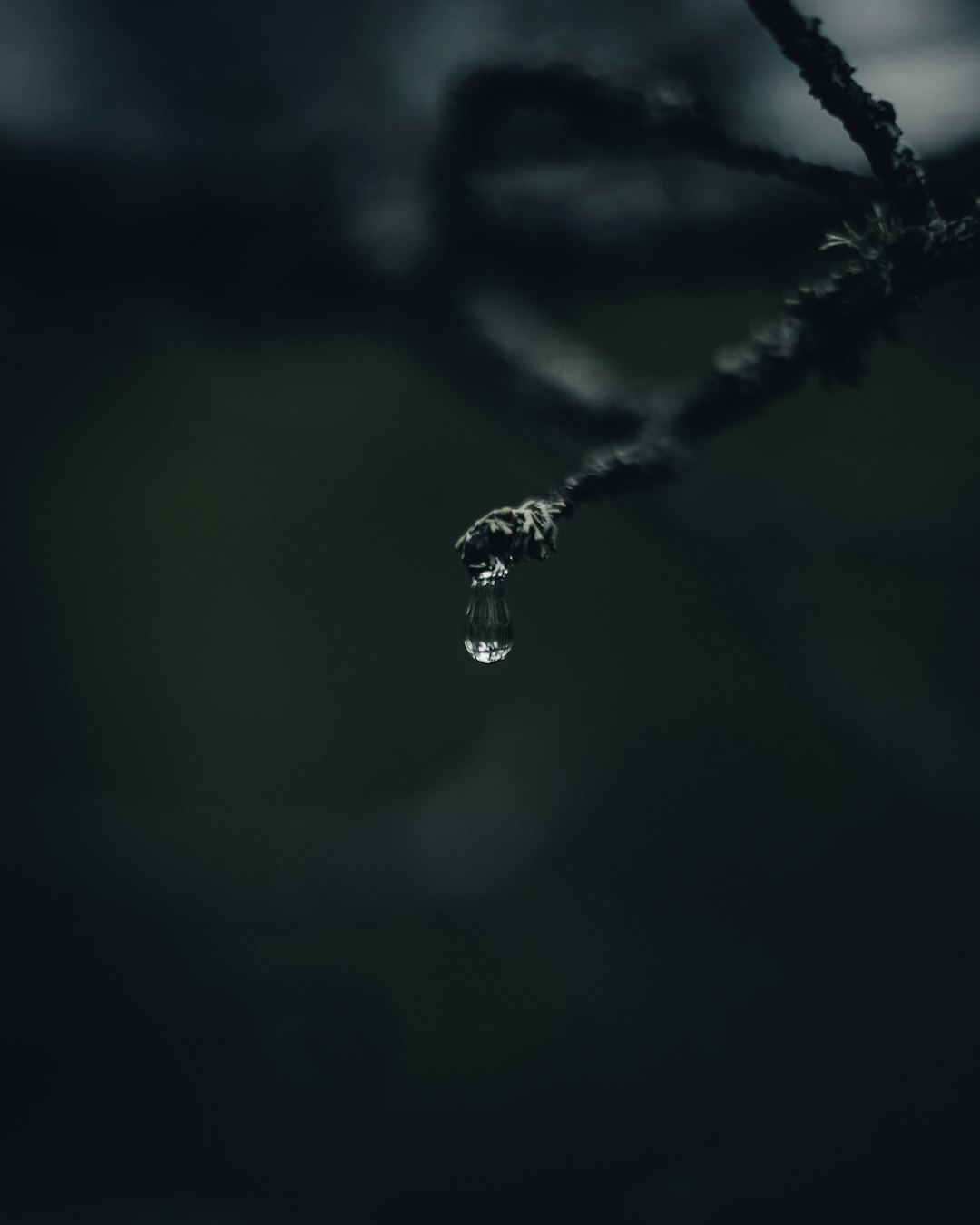 water droplets on black stem in close up photography