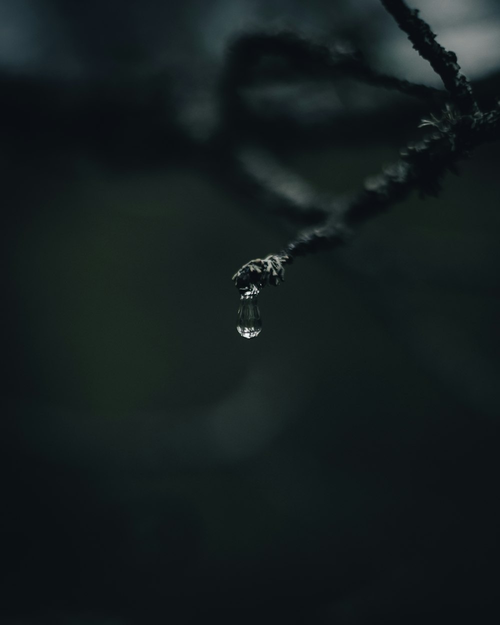 water droplets on black stem in close up photography