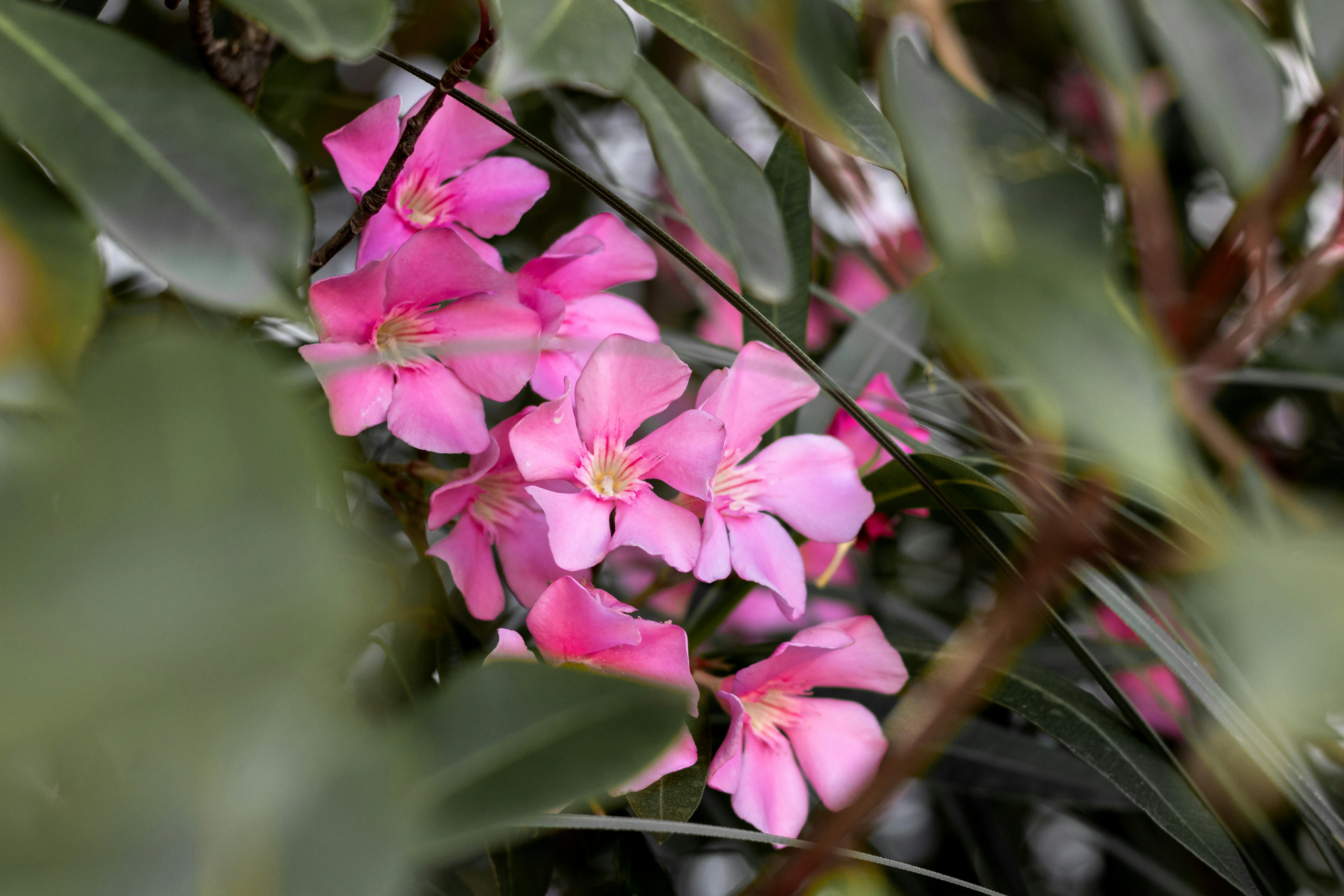 pink flowers in tilt shift lens