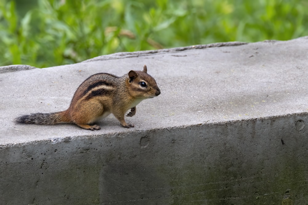 écureuil brun et noir sur une surface de béton gris