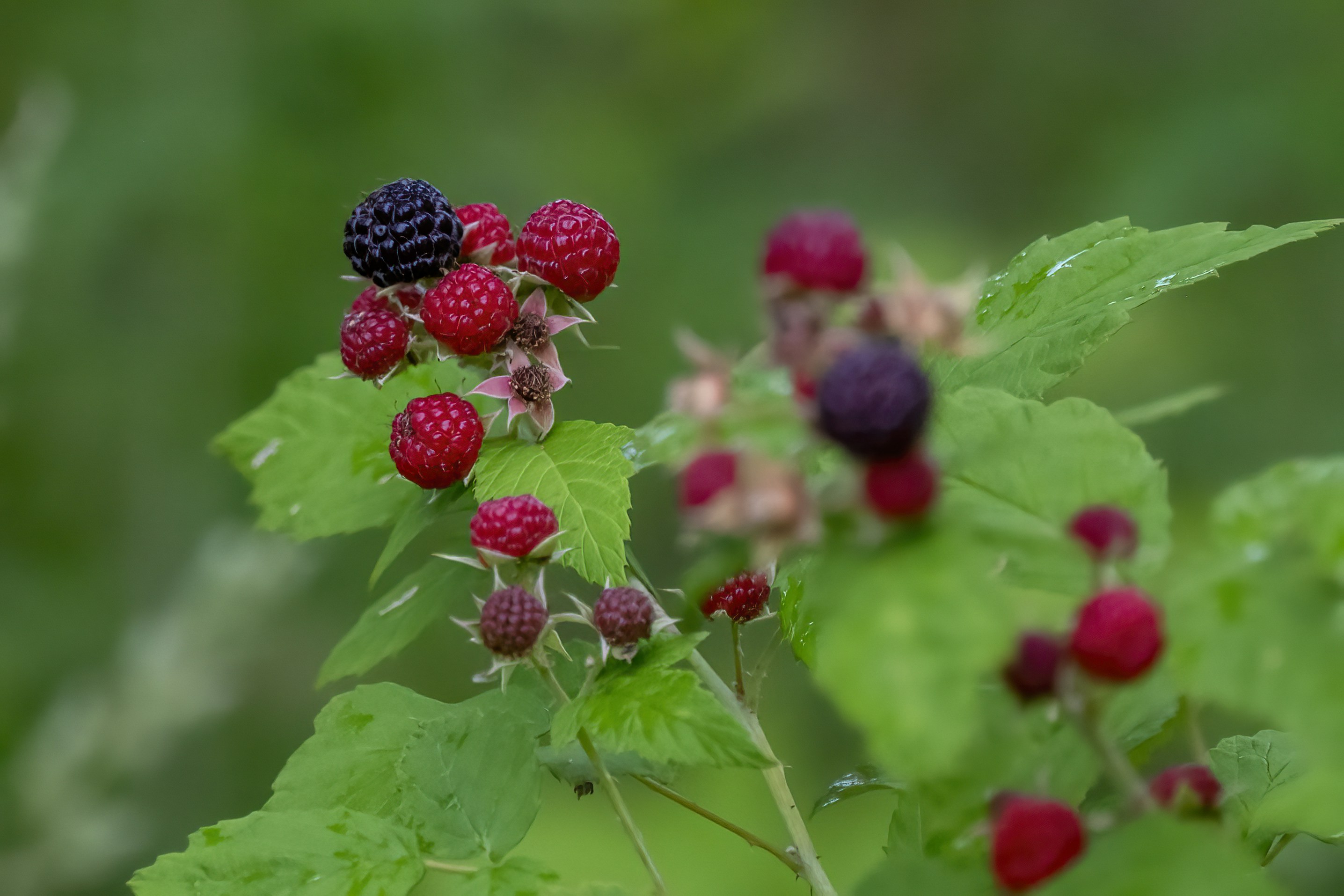 Photo by cholewinski