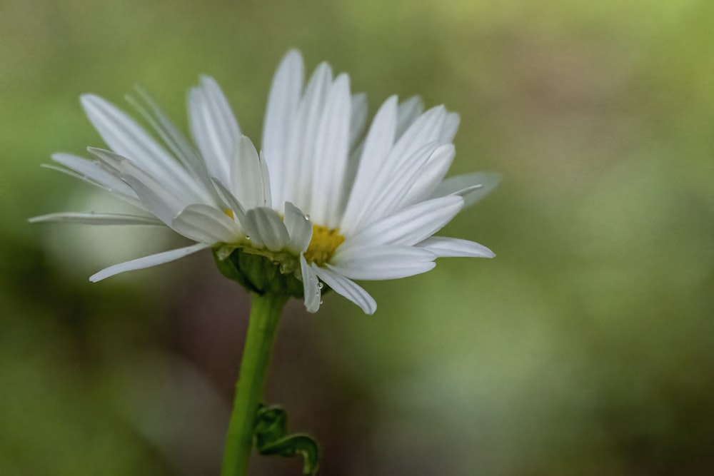 white daisy in bloom during daytime