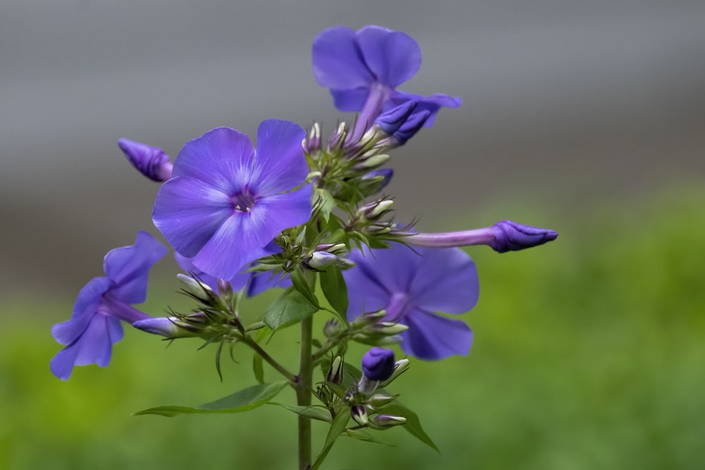 purple flower in tilt shift lens